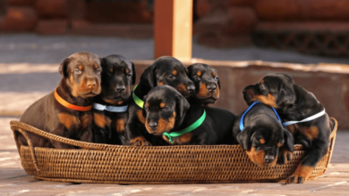 The Complete Process of Choosing a Doberman Stud Service
