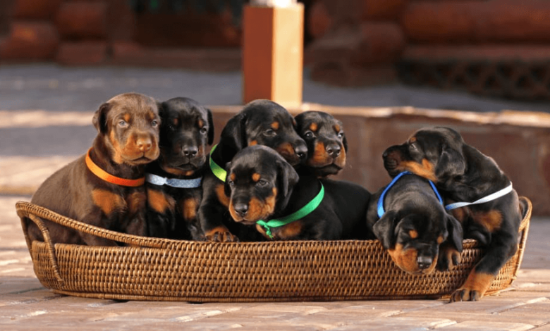 The Complete Process of Choosing a Doberman Stud Service