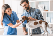 Is Mitral Valve Repair the Right Choice for Your Dog’s Heart Conditions?