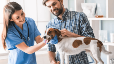 Is Mitral Valve Repair the Right Choice for Your Dog’s Heart Conditions?