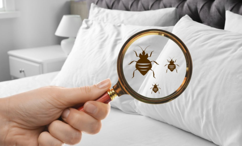 10 Proven Ways to Prevent a Bed Bug Infestation