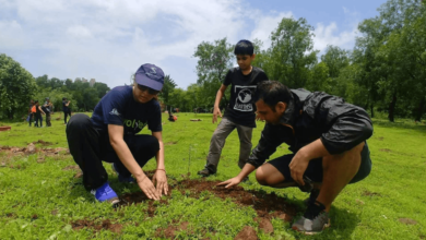 Maintaining Biodiversity in Urban Gardens