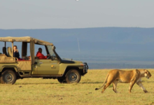 Top 6 Things to Do on Holidays to Kenya