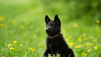 Black German Shepherd Puppy for Sale: The Bold and Striking Protection Dog