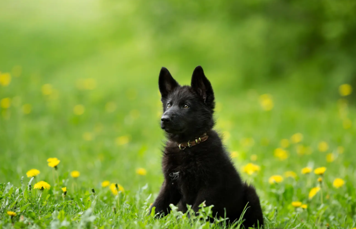 Black German Shepherd Puppy for Sale: The Bold and Striking Protection Dog