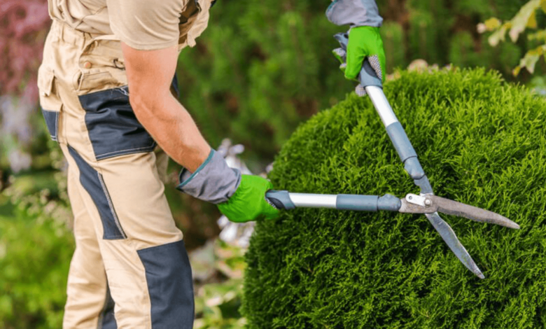Tools of the Trade: What the Pros Use for Crisp Hedge Lines