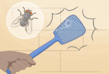 Effective Ways to Prevent and Control Fly Infestations in Your Home