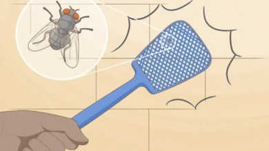 Effective Ways to Prevent and Control Fly Infestations in Your Home