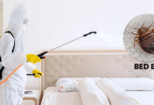 How Heat Treatment Works for Bed Bug Removal