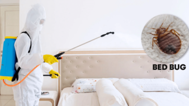 How Heat Treatment Works for Bed Bug Removal