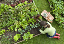 6 Easy Vegetables to Grow for First-Time Gardeners