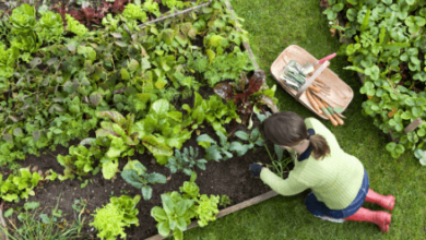 6 Easy Vegetables to Grow for First-Time Gardeners