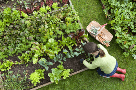 6 Easy Vegetables to Grow for First-Time Gardeners