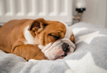 Calming Dog Beds That Promote Relaxation and Comfort