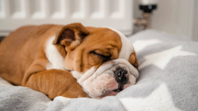 Calming Dog Beds That Promote Relaxation and Comfort