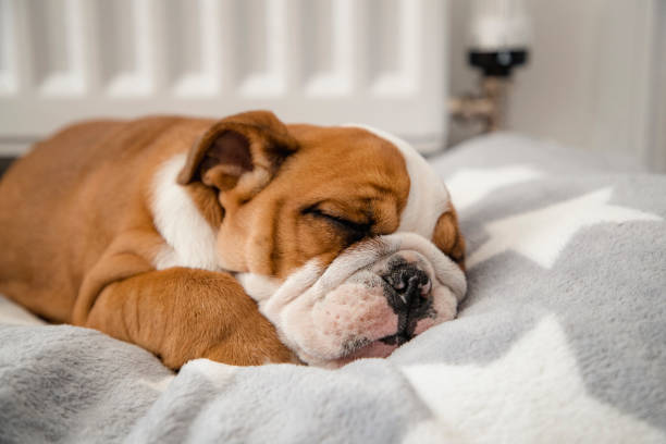 Calming Dog Beds That Promote Relaxation and Comfort