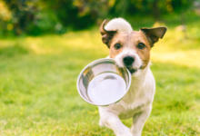 The Best Dog Water Bowl: Ultimate Guide to Choosing the Perfect Hydration Solution for Your Pet 