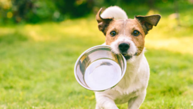 The Best Dog Water Bowl: Ultimate Guide to Choosing the Perfect Hydration Solution for Your Pet 