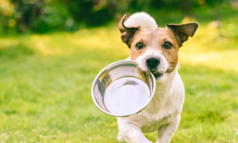 The Best Dog Water Bowl: Ultimate Guide to Choosing the Perfect Hydration Solution for Your Pet