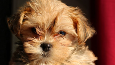 Mini Goldendoodle Puppies: Temperament, Size, and Why Families Love Them