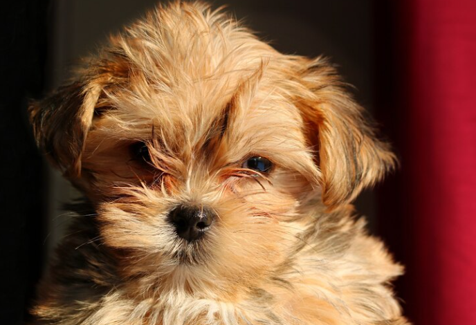 Mini Goldendoodle Puppies: Temperament, Size, and Why Families Love Them