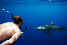 Shark Tours in Oahu: An Unforgettable Hawaiian Adventure