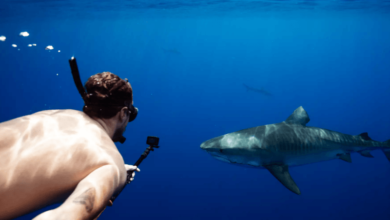 Shark Tours in Oahu: An Unforgettable Hawaiian Adventure