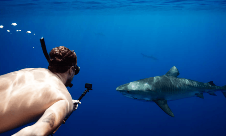 Shark Tours in Oahu: An Unforgettable Hawaiian Adventure