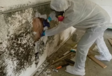 Is Black Mold Really Dangerous? What the Science Says