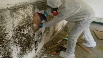 Is Black Mold Really Dangerous? What the Science Says