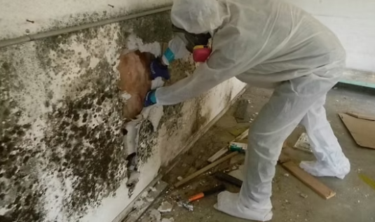 Is Black Mold Really Dangerous? What the Science Says