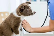 Puppy Spay Procedure