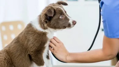 Puppy Spay Procedure