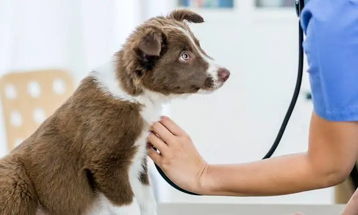 Puppy Spay Procedure