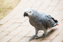 10 Signs to Look For When Choosing a Healthy African Grey Parrot