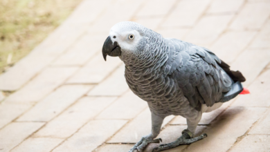10 Signs to Look For When Choosing a Healthy African Grey Parrot