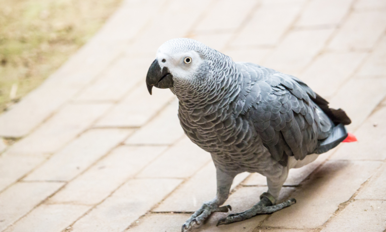 10 Signs to Look For When Choosing a Healthy African Grey Parrot